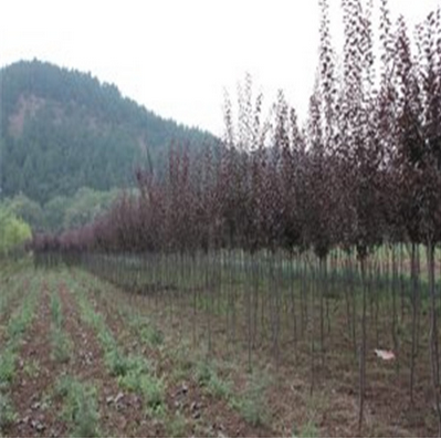 陜西景觀(guān)苗木-紅葉李